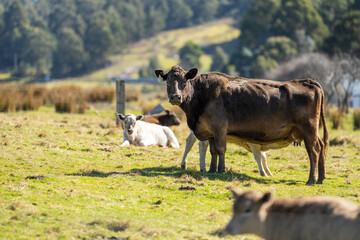murray grey cows on a farm in australia
