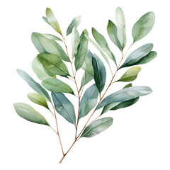 Watercolor eucalyptus branch. Floristic design elements. AI Generative 