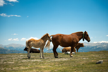 Obraz premium Chevaux Andorre Arcalis Sommet montagne 