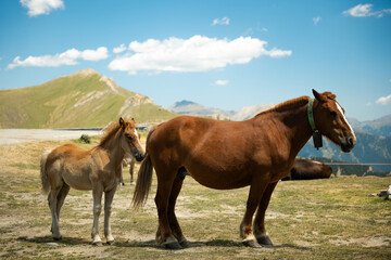 Chevaux Andorre Arcalis Sommet montagne 