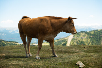 Vache marron au sommet d'arcalis en Andorre 