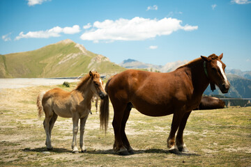 Chevaux Andorre Arcalis Sommet montagne 