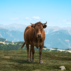 Fototapeta na wymiar Vache marron au sommet d'arcalis en Andorre 