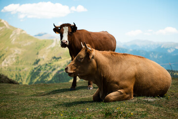 Vache marron au sommet d'arcalis en Andorre 