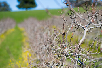 orchard of apple trees in rows budding