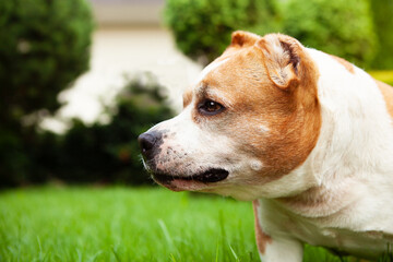 Portrait of a beautiful dog, guard breed American Pit Bull, female white with brown color, walking in the yard on the lawn, posing for a photo.