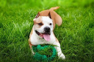 Dog American pit bull, a young male of white and brown color, lies on the lawn, resting after the game, in front of him is his favorite toy rope. Games with your beloved dog in the yard on the lawn.