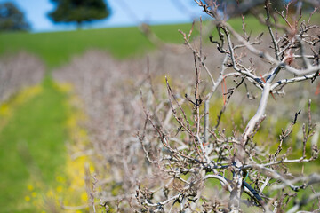 apple orchard getting new leaves in spring