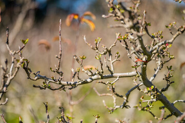 apple orchard getting new leaves in spring