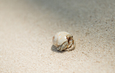Hermit Crab on the Maldives - 644541955
