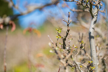 apple orchard getting new leaves in spring