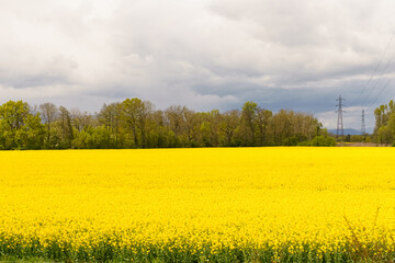 Yellow field of rapeseed during flowering, forest and mountains in the background.