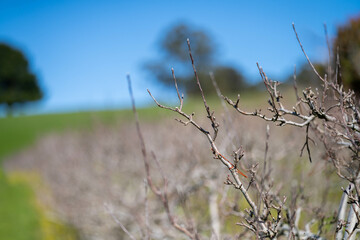 orchard of apple trees in rows budding