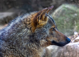 Iberian wolf