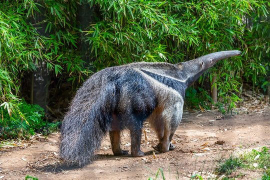a giant anteater walking through the grass