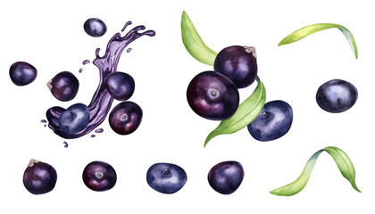Set of acai berries and palm leaves watercolor illustration isolated on white background. Exotic amazon small purple berries, juice splash hand drawn. Design element for packaging, label