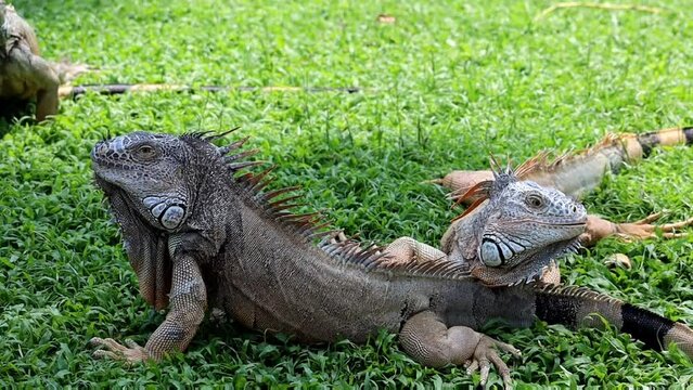 Iguana in the wild, endangered species