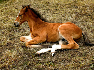 Baby horse 