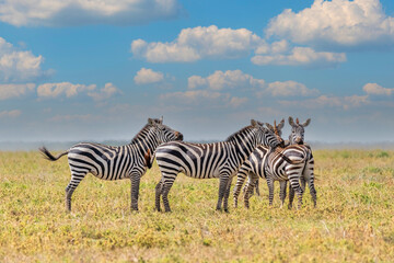 zebras in the serengeti - 644548730