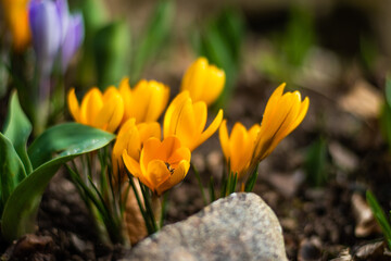 Wundervolle gelbe Krokusse 