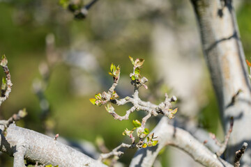 orchard of apple trees in rows budding