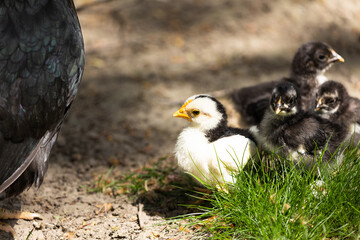 Clucking hen and chicks