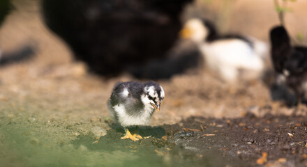 Clucking hen and chicks