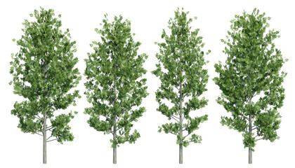 Obraz premium European ash tree on isolated background. 3d rendering of forest scape objects.