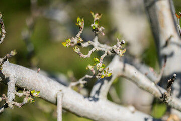 apple orchard getting new leaves in spring
