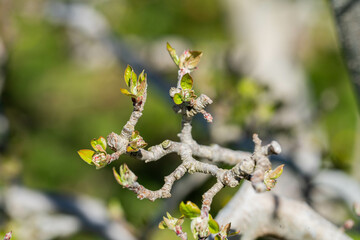 orchard of apple trees in rows budding