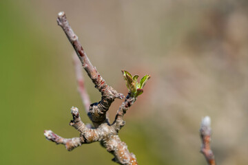 apple orchard getting new leaves in spring