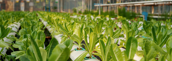 fresh young organic green cos lettuce plant growing on the water without soil in hydroponic system at vegetable salad farm. agriculture technology and healthy food concept.