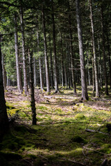 Wald in Lichtstimmung