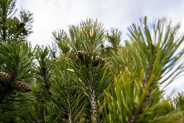 Sch&ouml;nes Buschwerk