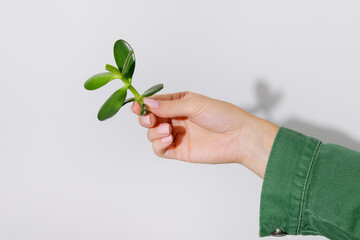 Woman holding green plant on white background