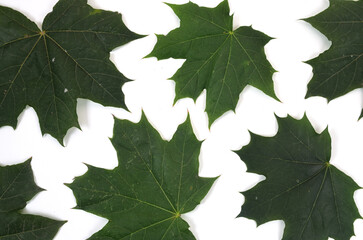 background of natural fresh green leaves