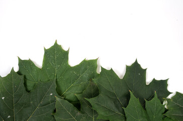 Fototapeta premium background of natural fresh green leaves