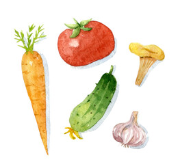 Watercolor set of vegetables. Hand-drawn illustration isolated on the white background