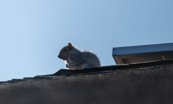 squirrel on the roof