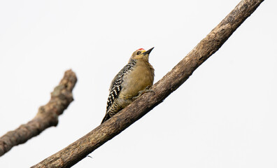 Hoffmann's Woodpecker, Melanerpes hoffmannii