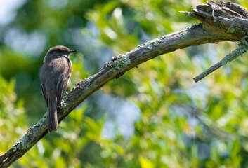 bird on branch
