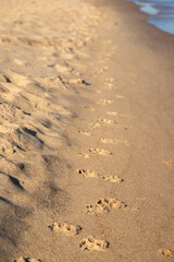 Fototapeta na wymiar Dog pawprints in sand along lakeshore