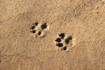 Dog pawprints in sand at beach