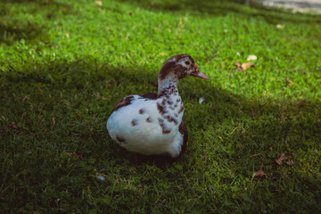 Duck in the shadow