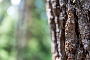Fototapeta premium Hole in the bark coniferous tree left by a mountain pine beetle.