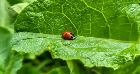 Ladybug crawling on a green fresh burdock leaf