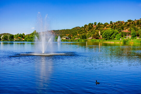 An American Coot swims near the fountains in the lake at Green Valley Park in Payson Arizona