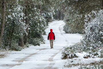 A man with his back turned, wearing a red coat, walks along a path in the snowy forest surrounded by pine trees