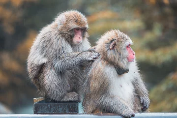 Fotobehang  Japanese macaque © kelvin