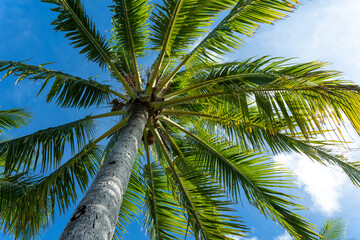 Fototapeta premium Bora Bora, Palm Tree at Fiti'u'u Point